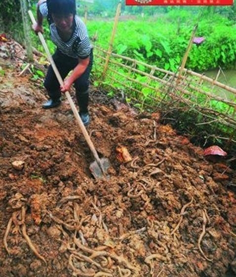  Vô số xác rắn bị đánh chết được chôn xuống ruộng lấy đất làm rau.